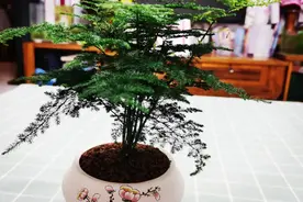 家庭养文竹，做好四点，长势快，不黄叶落叶，养成盆景树视频封面