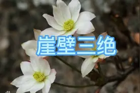 长在崖壁上的国家二级保护野生植物，槭叶铁线莲，房山堇，独根草视频封面