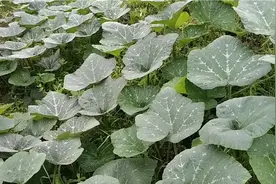 南瓜怎样才能早结瓜，整枝打叉很关键，做好这几点南瓜结瓜多视频封面