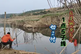 入夏后，钓位选对，抓住清晨那会早口，你也是大师，大板鲫小连杆视频封面