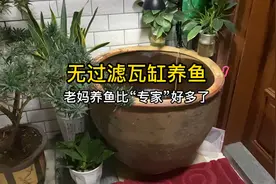 无过滤只打氧的瓦缸养鱼，老妈是怎么做到养鱼一年水质都很清澈的视频封面