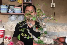 磷酸二氢钾正确的使用方法！这可能是最详细的讲解，细节都在里面视频封面