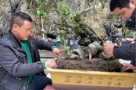 春天是金弹子换盆的最佳时节，看杨大山是如何给金弹子熟桩上盆！视频封面