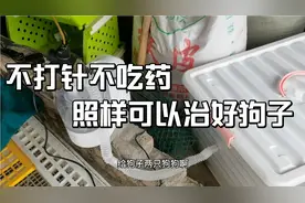 狗狗感冒流浓鼻，不打针，不吃药，用雾化治疗效果扛扛的视频封面
