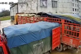 虎杖种子虎杖种苗利川市虎杖种植专业合作社视频封面