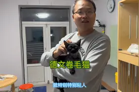 德文卷毛猫实在太粘人了有点招人烦，不喜欢搂猫睡觉的千万别养
