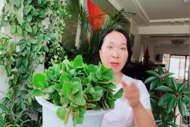 六月扦插成活的长寿花，要做好“三不要”视频封面