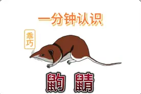 鼩鼱竟然是咬着尾巴连着走路的