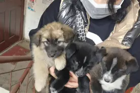 这三只流浪狗，身上竟然有很多蜱虫，必须用药物才能去除干净