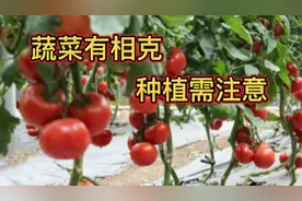 蔬菜有相克，种植需注意，哪些蔬菜不能挨着种植？这里告诉你视频封面