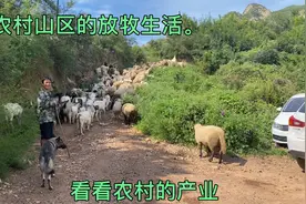 大家数一数多少只羊🐑！打在评论区！奖励苹果视频封面