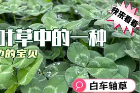 三叶草中的一种，多了一圈白色，好看能吃能药用，快来找片四叶的视频封面