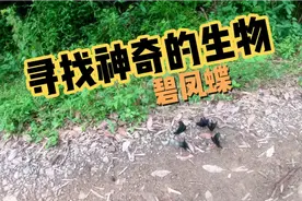 儿时的回忆里总少不了这种又大又黑的蝴蝶----碧凤蝶，轻轻的飞过视频封面