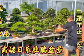 上海大哥从日本进口的高端杜鹃，与国内杜鹃有何不同？价格有点硬视频封面