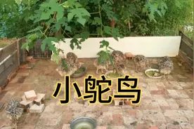 小鸵鸟开饭啦！看看它们吃的什么饲料呢？一个个都抢着吃