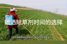 除草剂选择这个时间节点喷洒，效果好，花钱少，一定要看一下视频封面