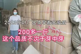 2023早春金骏眉，才200多一斤，品质口感很好，跟芽中芽有得一比视频封面