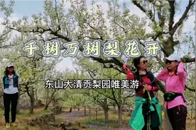 千树万树梨花开|东山大清贡梨园唯美游|北京门头沟视频封面