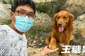 四眼蚂蚱与大金毛：糖果不但长得帅还很听话，你也想养一只吗视频封面
