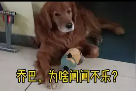 毛孩乔巴想要个媳妇，毛宝没房，没车，没钱，按现如今行情？！视频封面