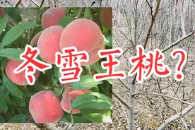 冬雪王桃是一个最晚熟品种，冬雪王桃价格好，冬雪王桃基地在哪里视频封面