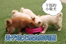 不知道幼犬要吃多少应该怎么喂，这个视频告诉你。视频封面