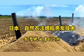 智慧农业602期：日本自然农法煨稻壳技术！将稻谷壳碳化改良土壤