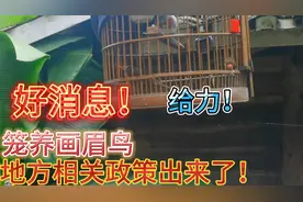 好消息了，画眉鸟升二级保护后有这样相关政策振奋人心啊，真给力视频封面