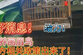 好消息了，画眉鸟升二级保护后有这样相关政策振奋人心啊，真给力视频封面