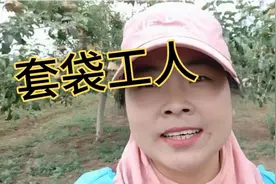 套袋工人在地里一天涨三次工资，果农太难了！