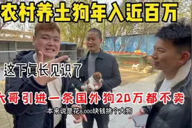 农村大哥养土狗年入百万，一条网红种公20万都不卖，这狗到底哪好视频封面