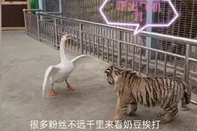 天下奇闻，老虎被大鹅揍上了热搜，奶豆小小年纪就自己上班挣奶粉视频封面