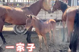 跟人一样妈漂亮孩子也会漂亮，小马20天母马又怀上了这是第几个？视频封面