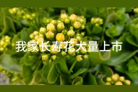 我家的重瓣长寿花，有ET外星人，辛巴，泽塔，视频封面