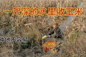 山西水灾过去一个月，农民在一尺深的水里收庄稼，种地不容易视频封面