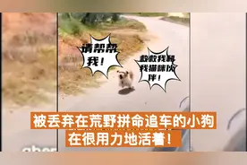 被抛弃在山区的小狗拼尽全力追车求带走！获救还不忘自己猫咪难友视频封面