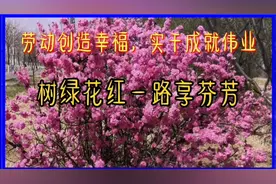 高考作文素材积累：劳动创造幸福，实干成就伟业视频封面