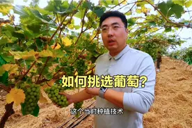 日本进口种子，阳光玫瑰葡萄，单价18元/斤，一招教你挑到甜葡萄视频封面