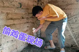 老母鸡刚下了两个蛋，农村小伙就偷偷拿去烤了吃，居然下得了口视频封面