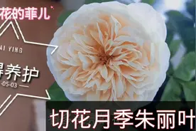切花朱丽叶，值得养护视频封面