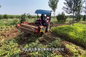 小型花生收割机，一台5500适合林地作业，今年的花生减产已成定局视频封面