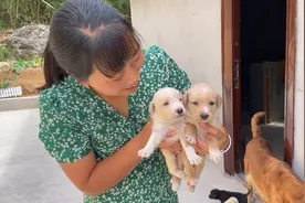 金毛与田园犬杂交，两只品种不一样的大狗，生出的小狗更像谁？视频封面