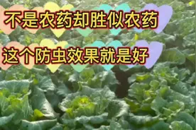 不是农药却比农药好，朋友按此方法只用了一次，一季没有虫害视频封面