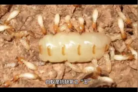 白蚁是抗缺氧之“王”视频封面