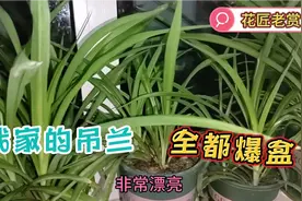 我家吊兰这样养，盆盆旺盛全都抽藤，听我的准没错。视频封面