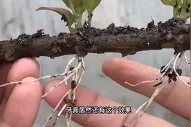 牙膏居然还有这个效果，用来繁殖三角梅，生根快成活率高视频封面