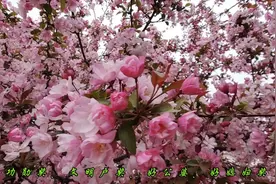 禹州市花石镇河东张庄村第六届海棠赏花节视频封面