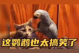 【搞笑配音】这鹦鹉也太逗了吧，猫咪被鹦鹉说自闭了.....视频封面