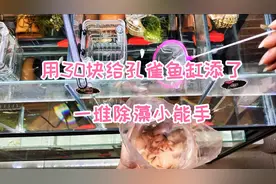 用三十块钱给孔雀鱼缸添了一堆除藻小能手，既好看又勤快