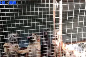狗狗，眼屎重，用阿莫西林+双黄连口服液，效果不错视频封面